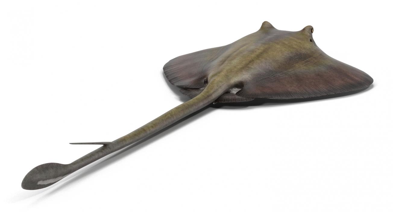 3D model Stingray