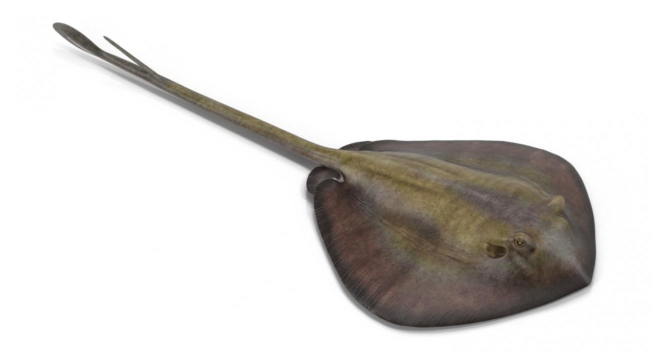 3D model Stingray