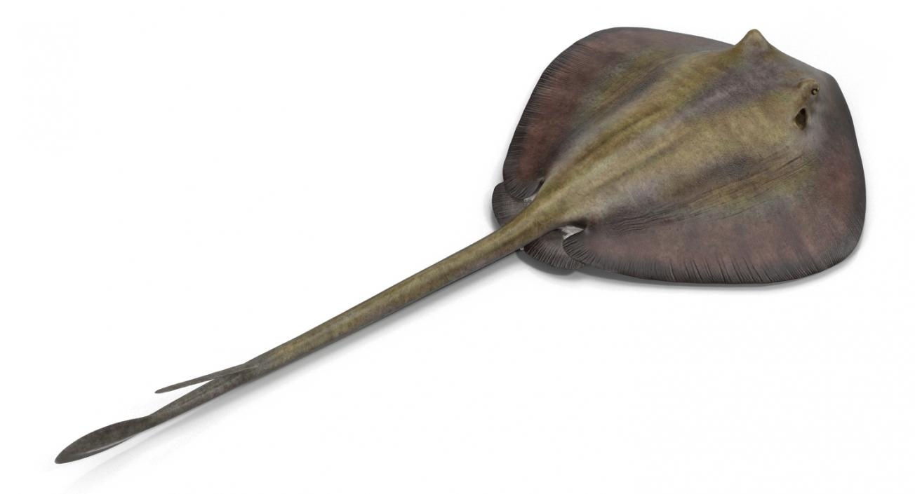 3D model Stingray