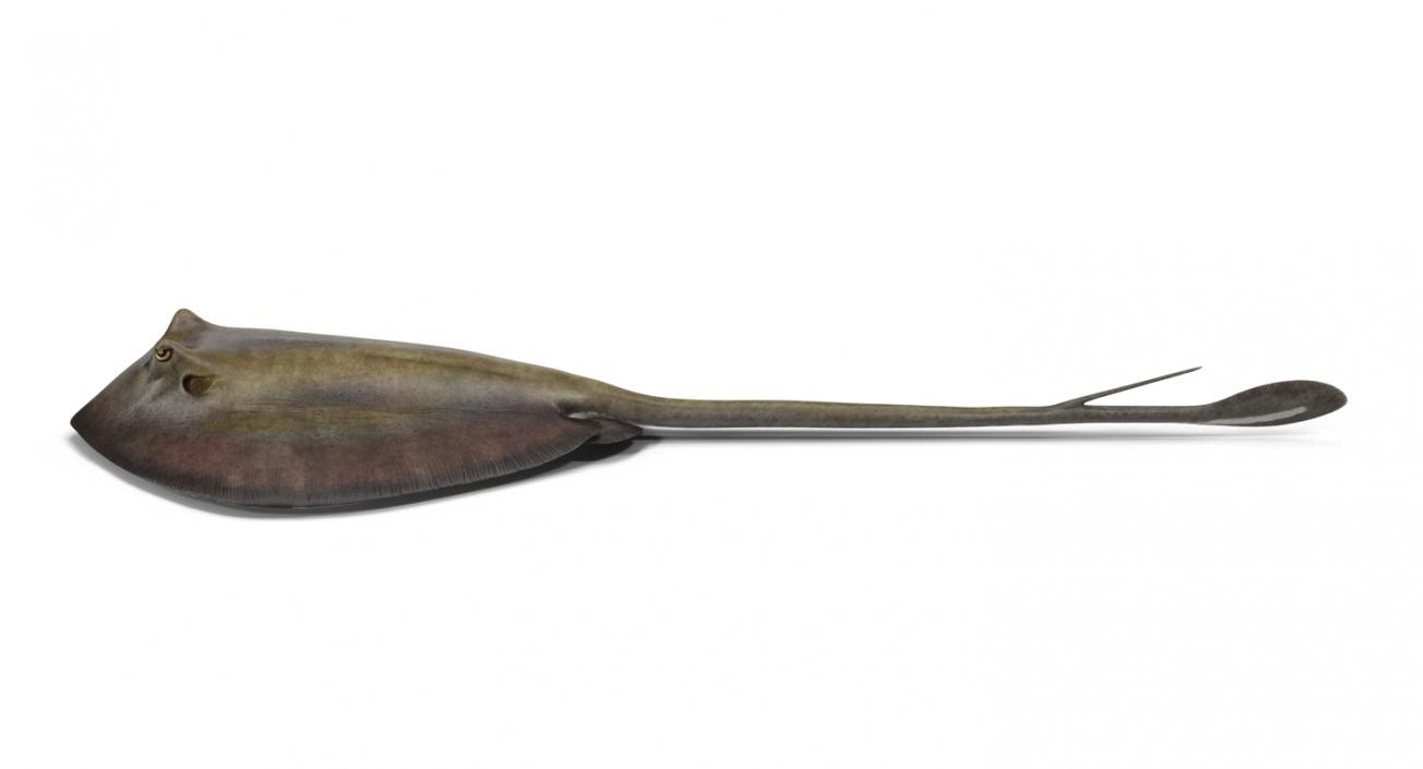 3D model Stingray