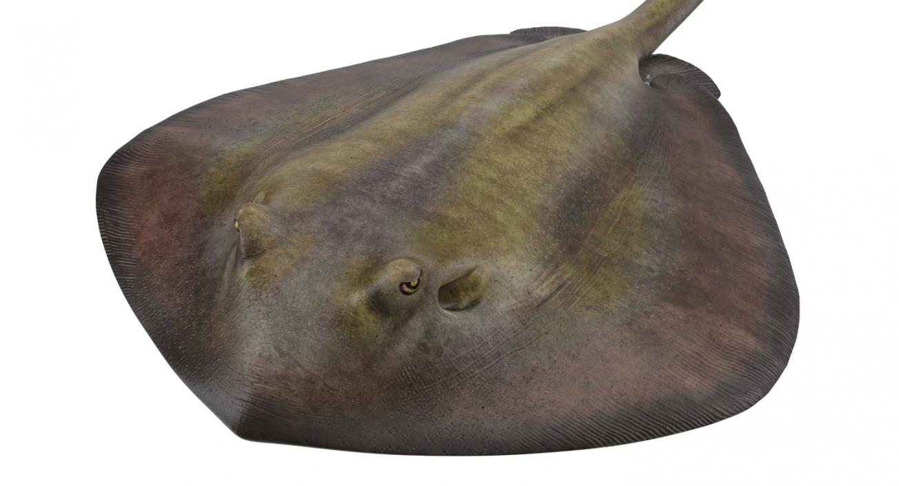 3D model Stingray