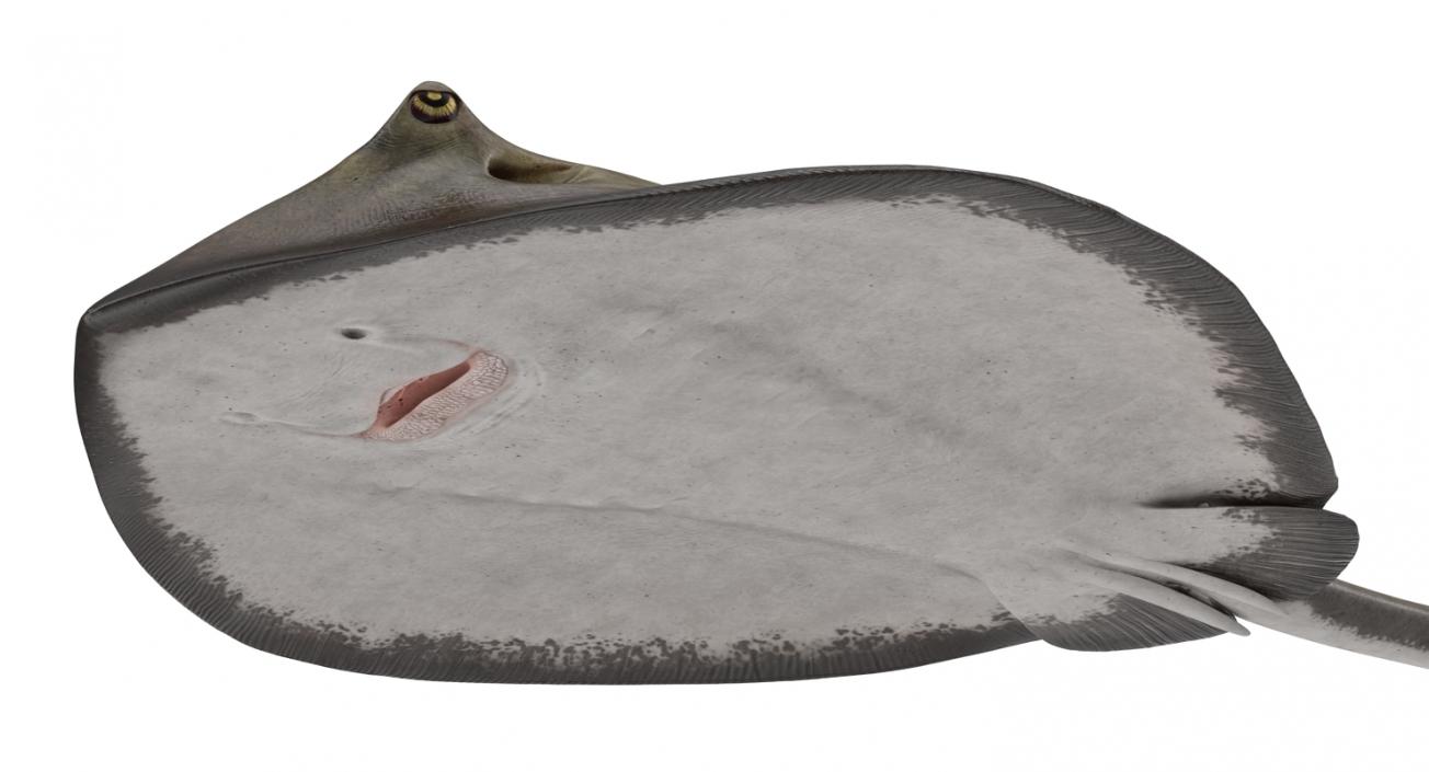 3D model Stingray