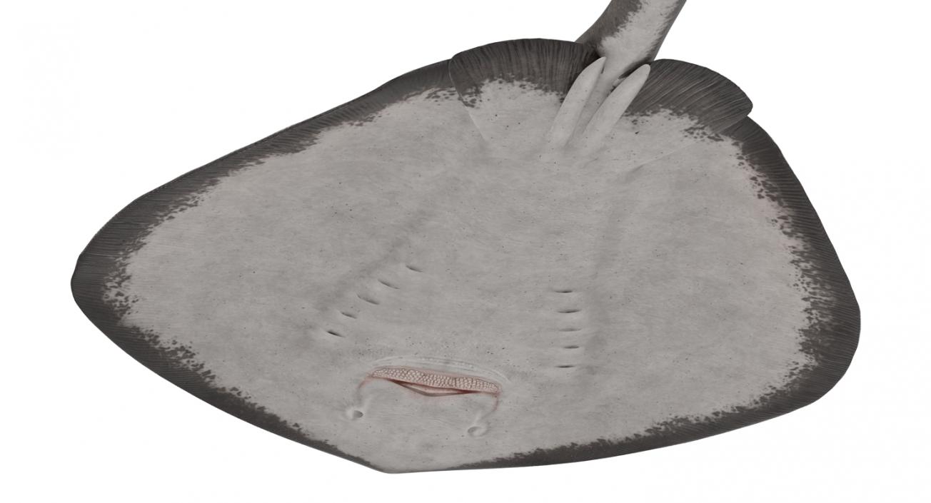 3D model Stingray