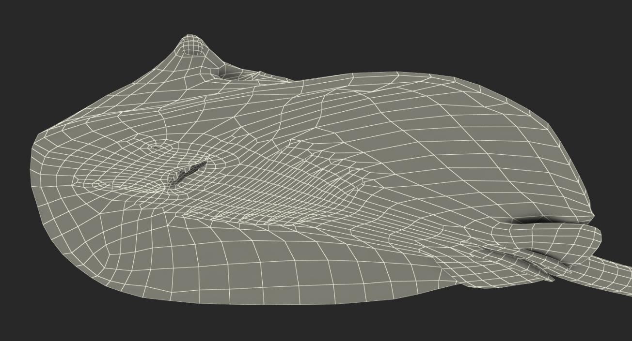 3D model Stingray