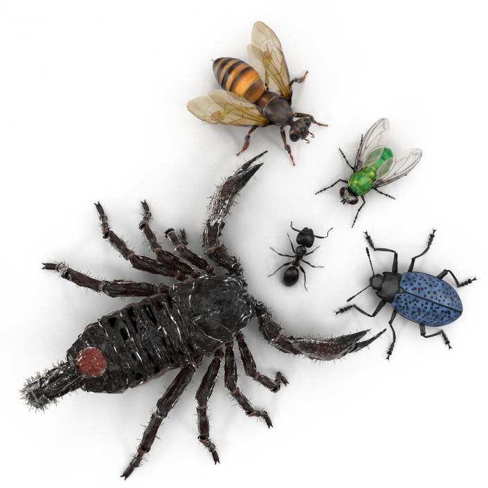 3D Insects Collection model