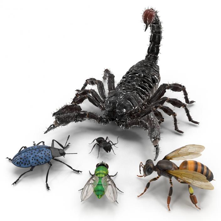 3D Insects Collection model