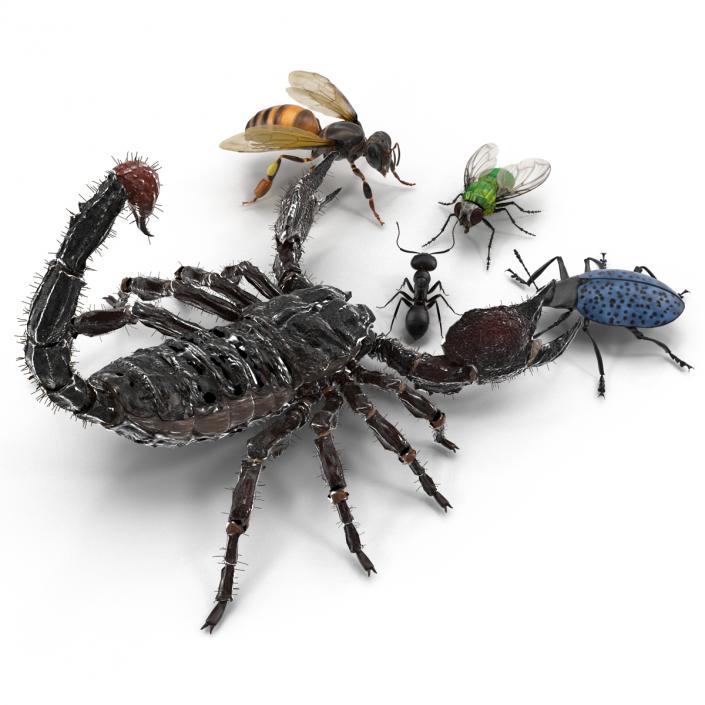 3D Insects Collection model