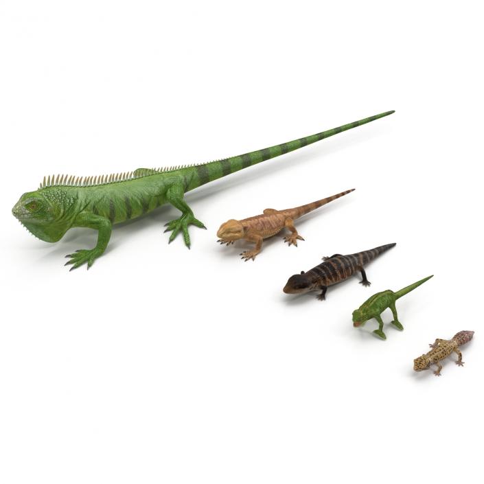 3D Lizards Collection model