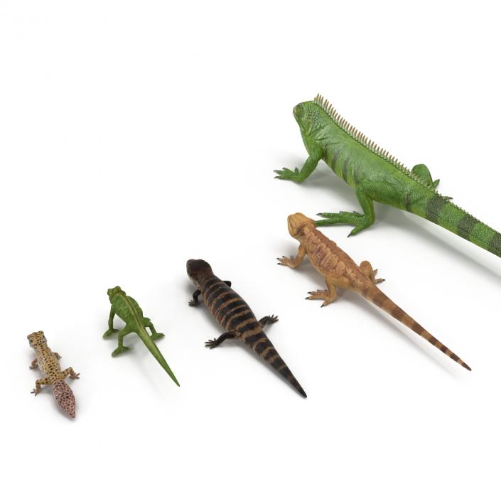 3D Lizards Collection model