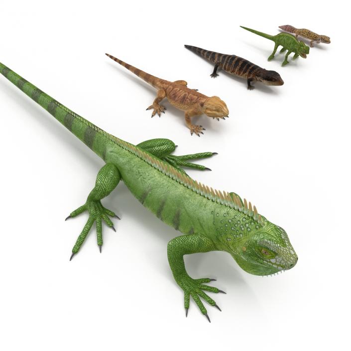 3D Lizards Collection model