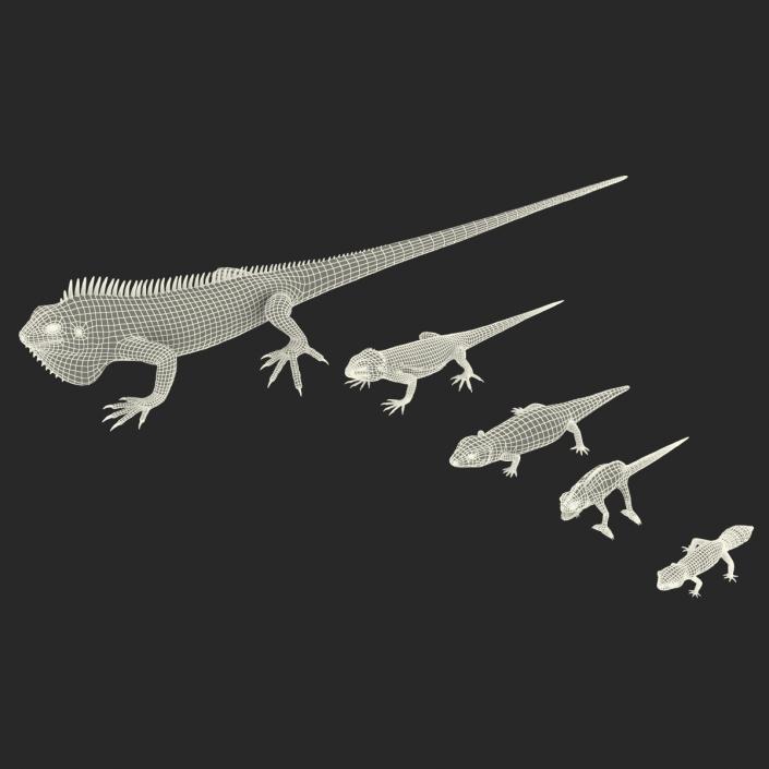 3D Lizards Collection model