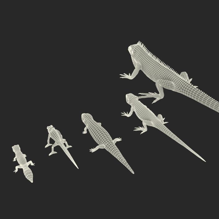 3D Lizards Collection model