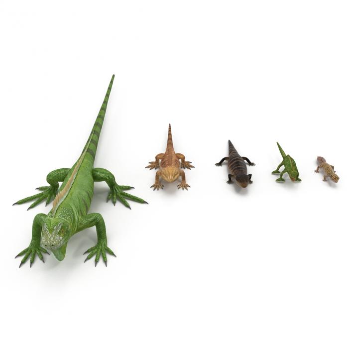 3D model Rigged Lizards Collection