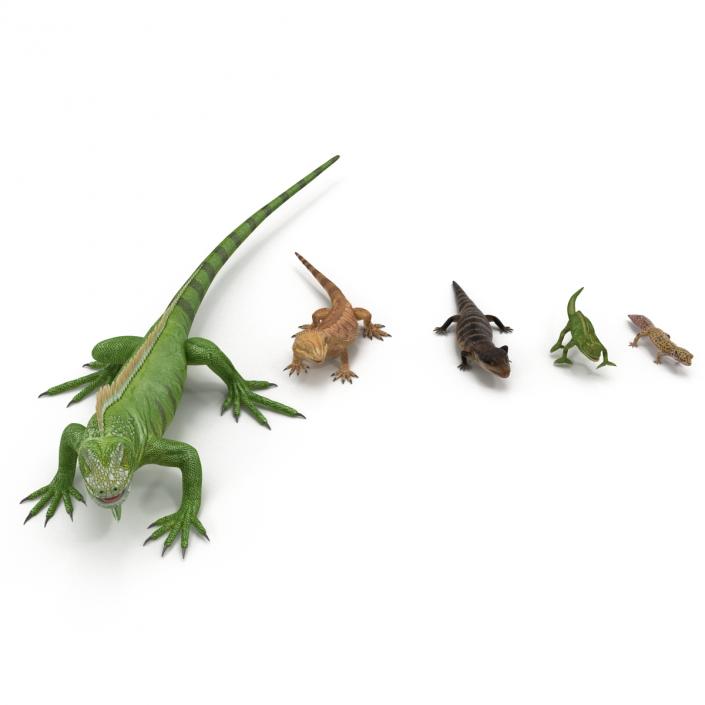 3D model Rigged Lizards Collection