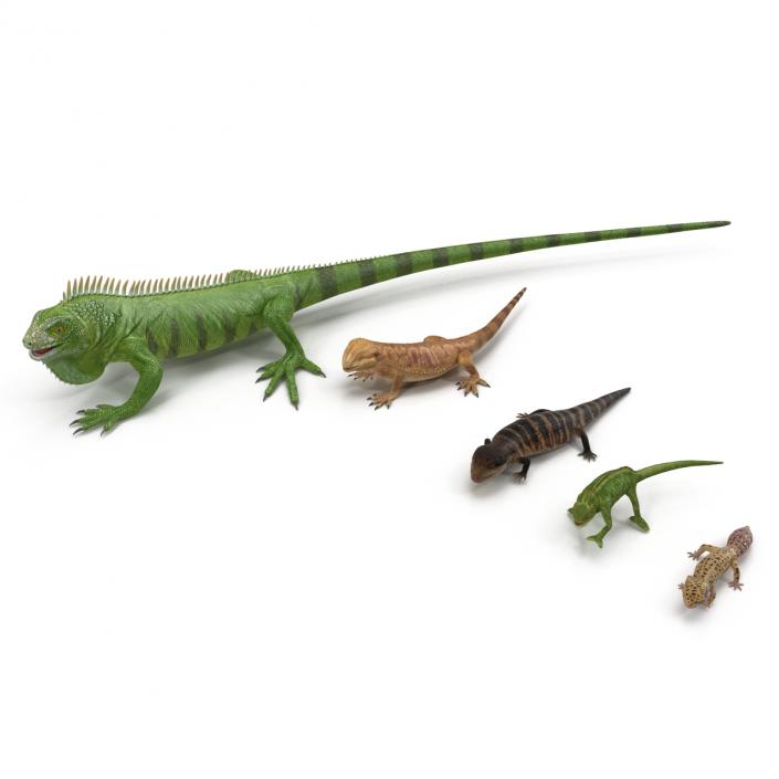 3D model Rigged Lizards Collection