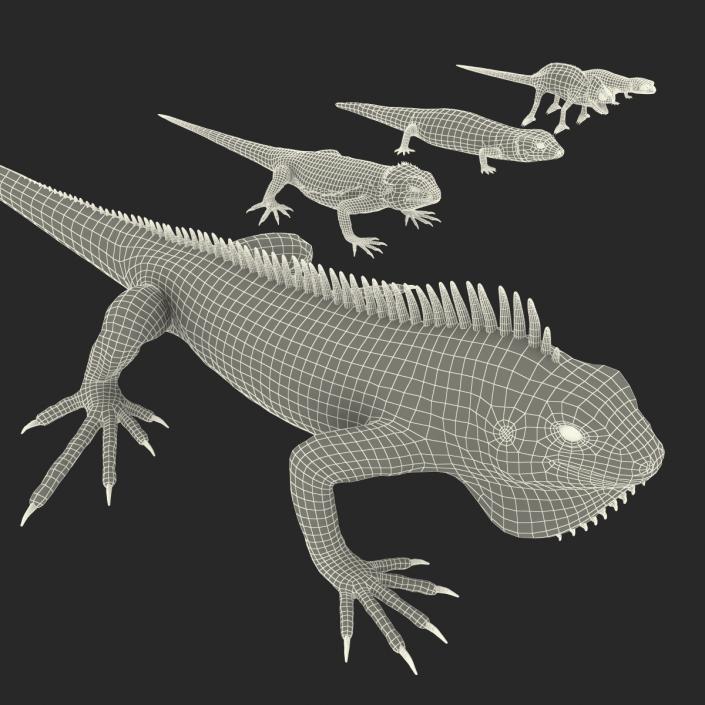 3D model Rigged Lizards Collection