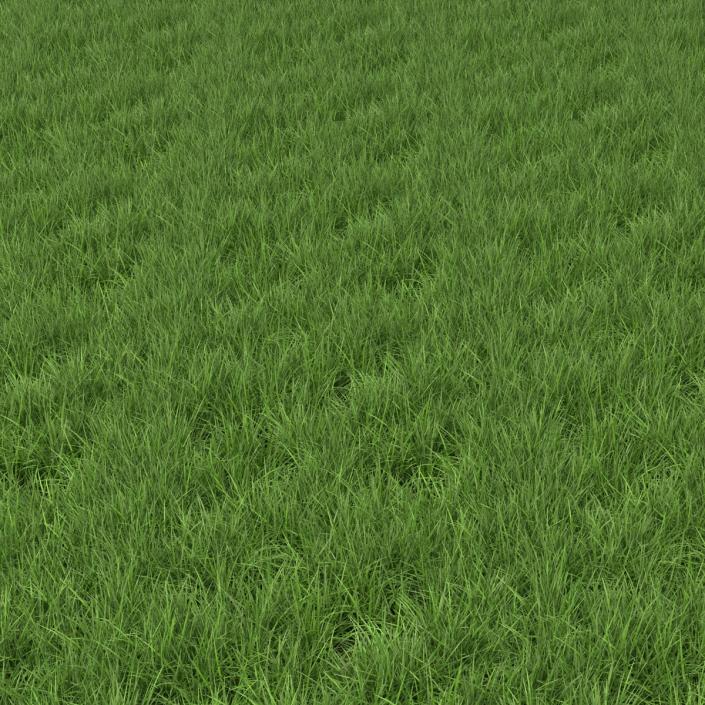 3D model Ryegrass