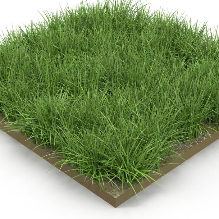 3D model Ryegrass