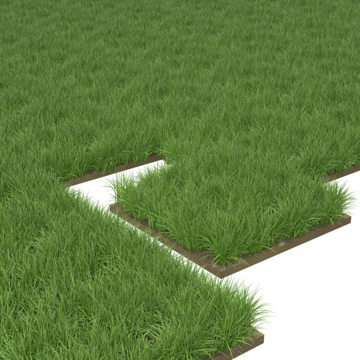 3D model Ryegrass