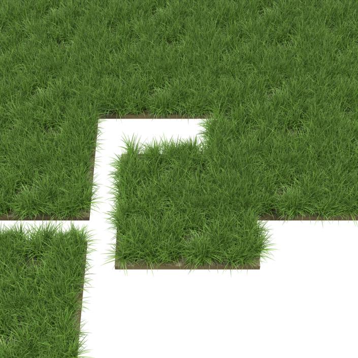 3D model Ryegrass