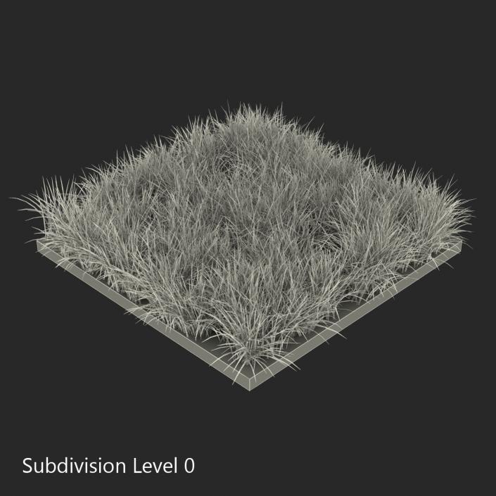 3D model Ryegrass