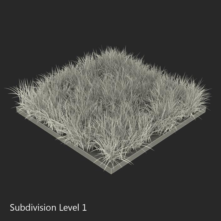 3D model Ryegrass