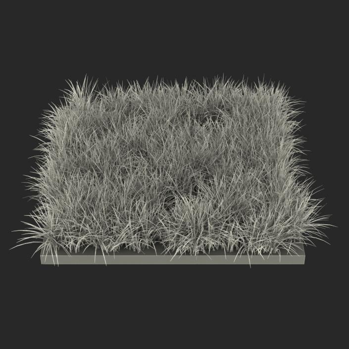 3D model Ryegrass