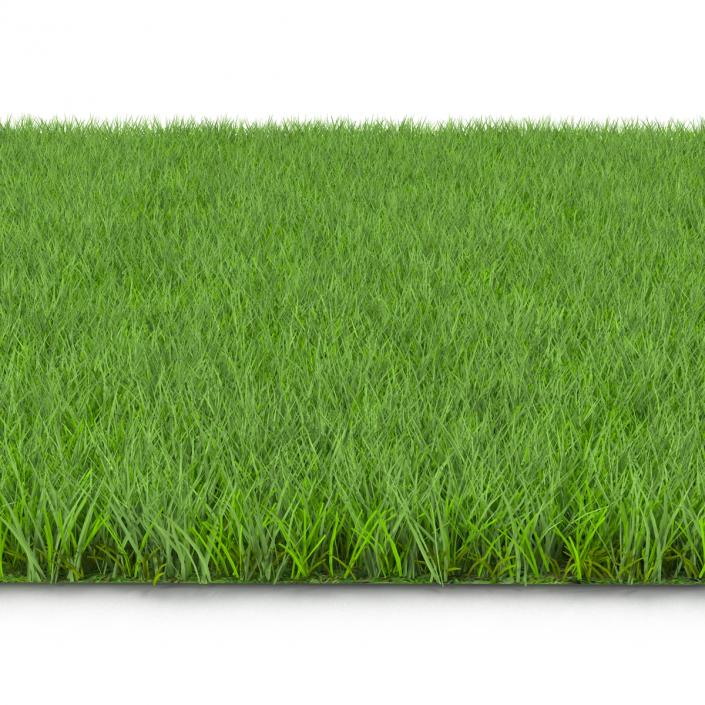 Fescue Grass 3D