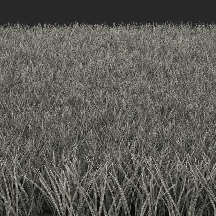 Fescue Grass 3D