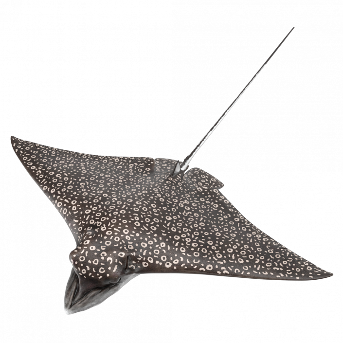 Eagle Ray 3D model