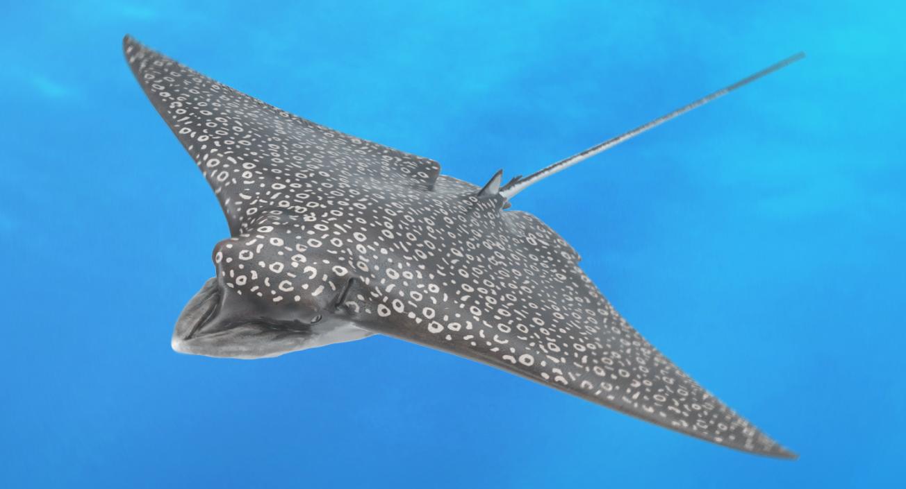 Eagle Ray 3D model