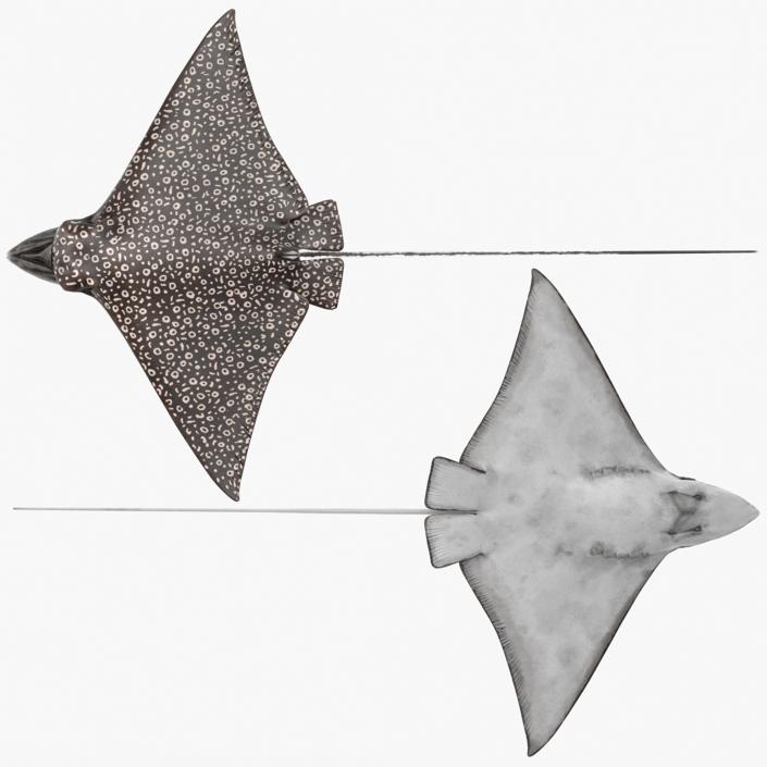 Eagle Ray 3D model