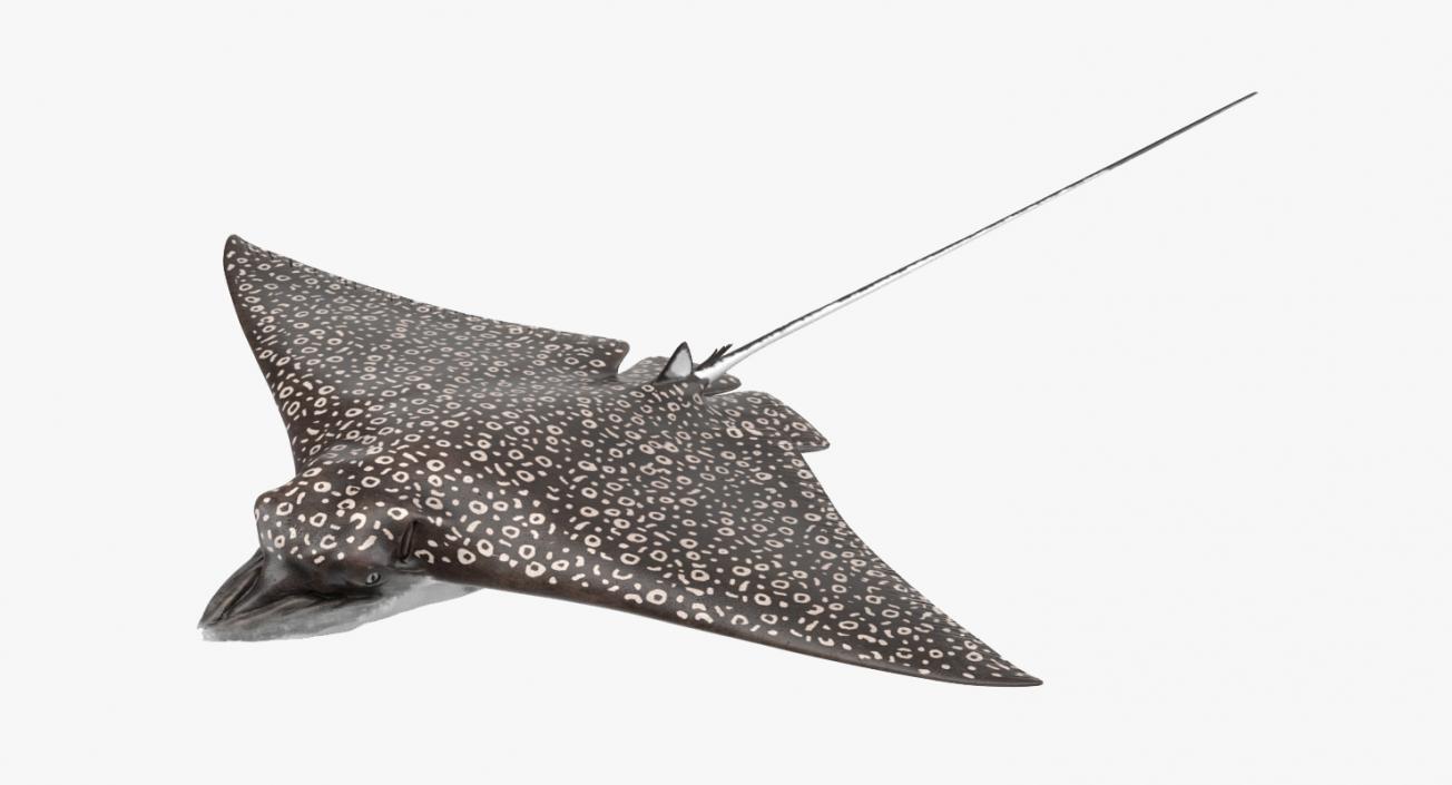 Eagle Ray 3D model