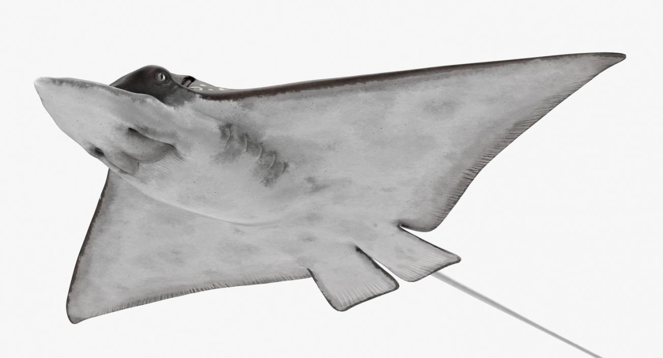 Eagle Ray 3D model