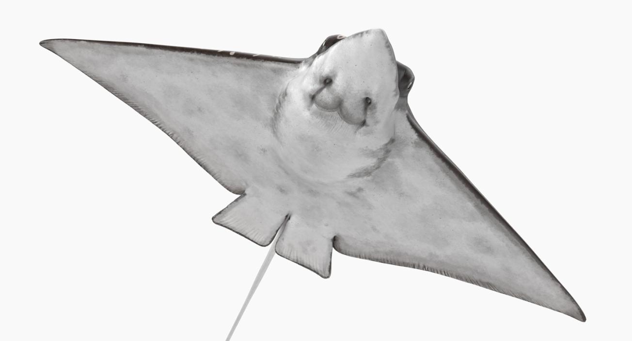 Eagle Ray 3D model