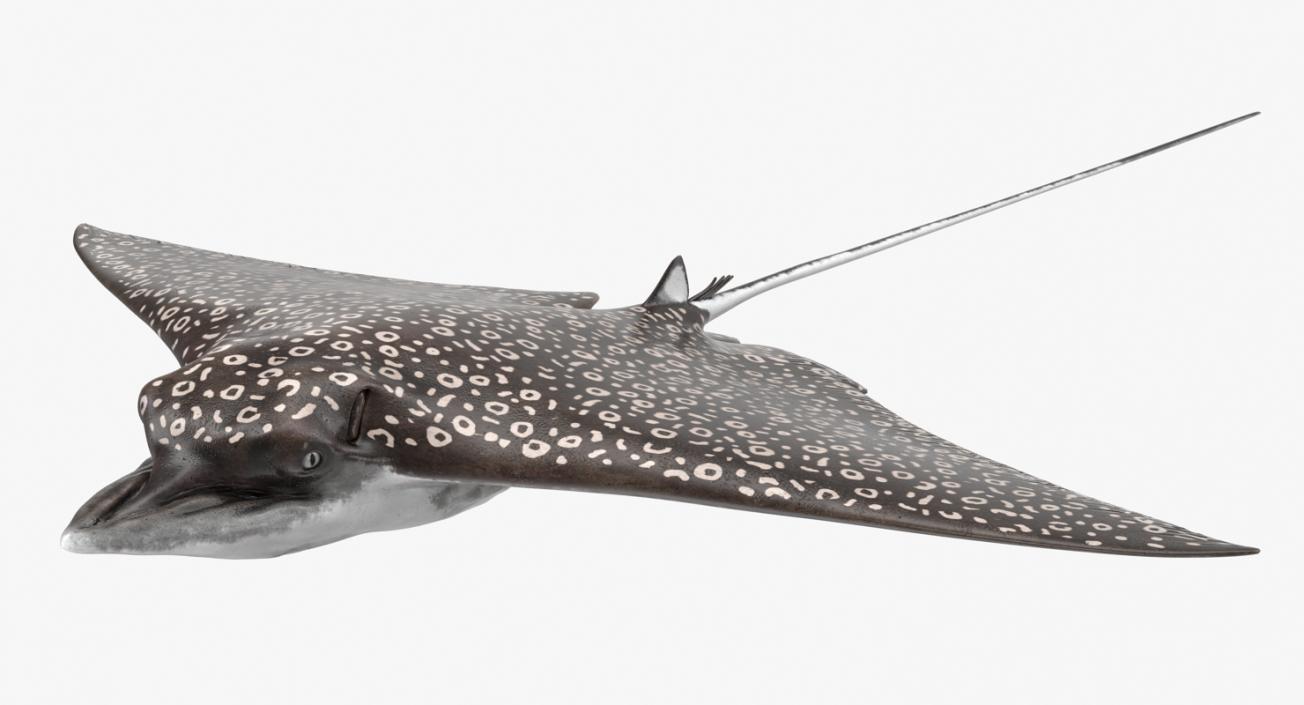 Eagle Ray 3D model