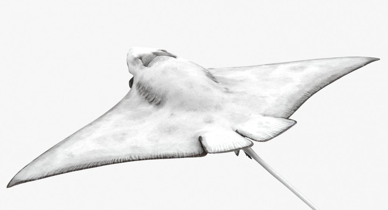 Eagle Ray 3D model