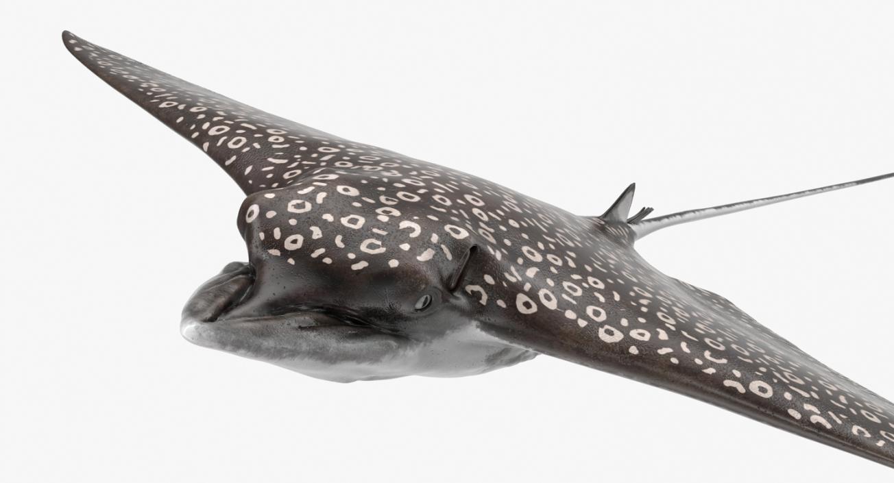 Eagle Ray 3D model