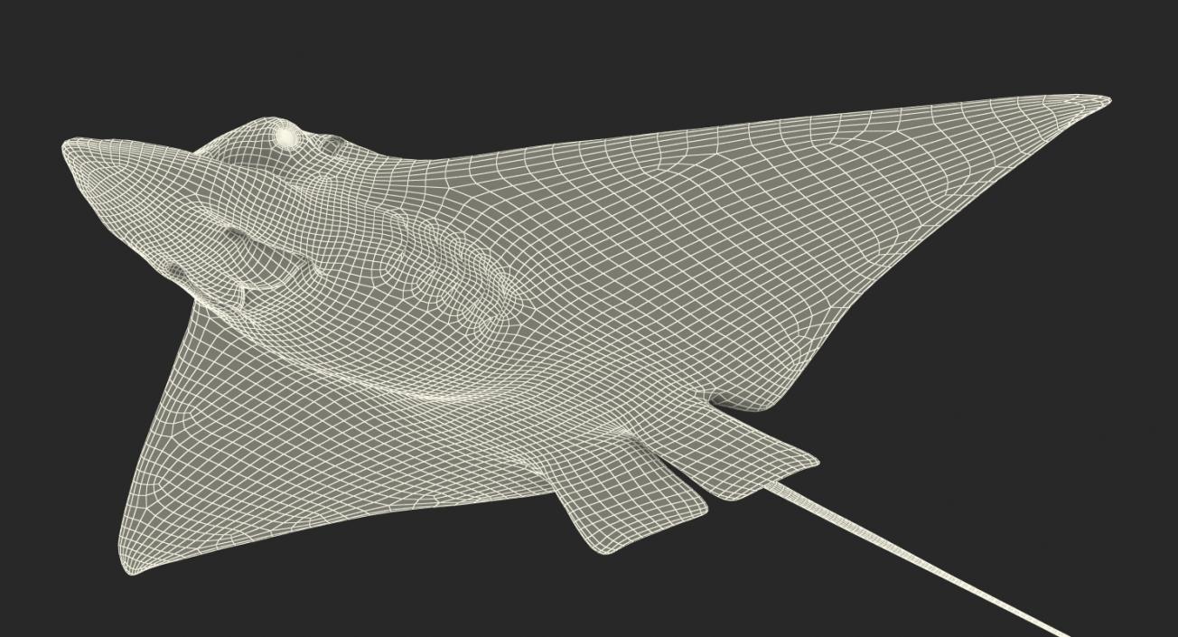 Eagle Ray 3D model