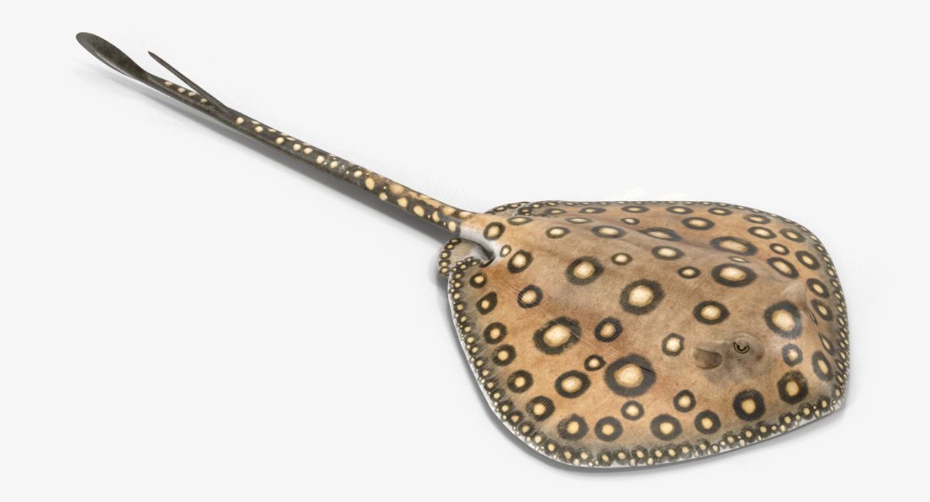 River Stingray 3D model