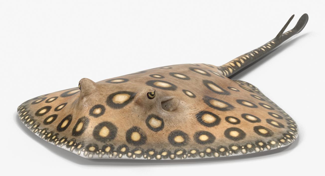 River Stingray 3D model