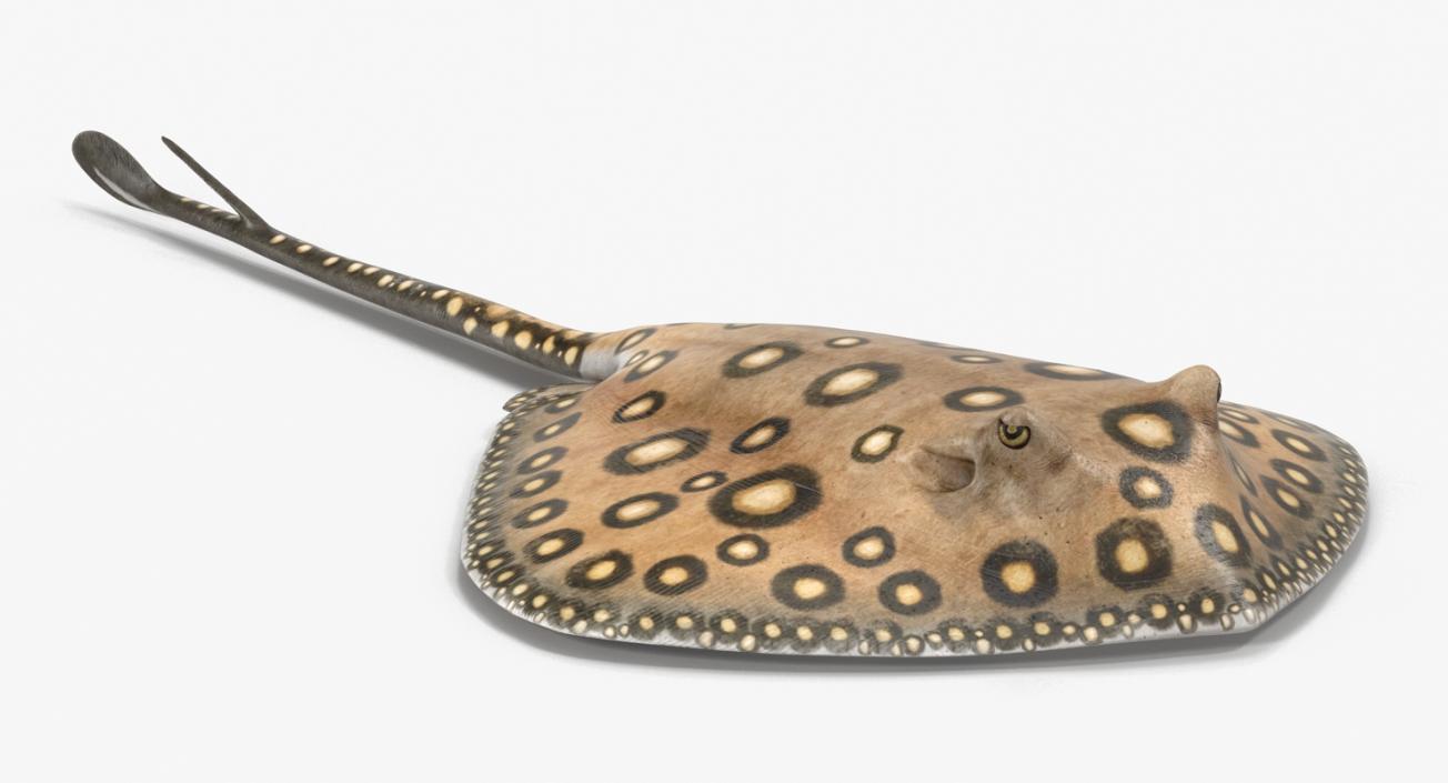 River Stingray 3D model