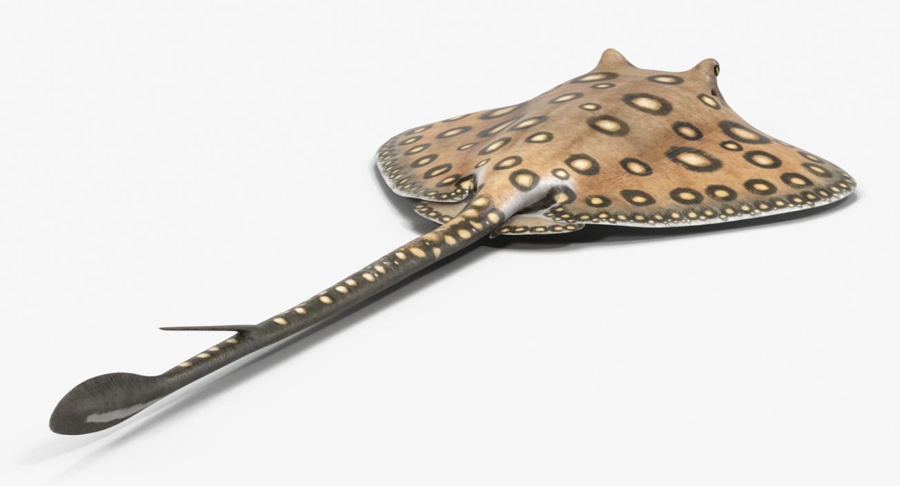 River Stingray 3D model