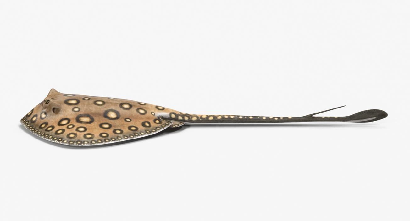 River Stingray 3D model