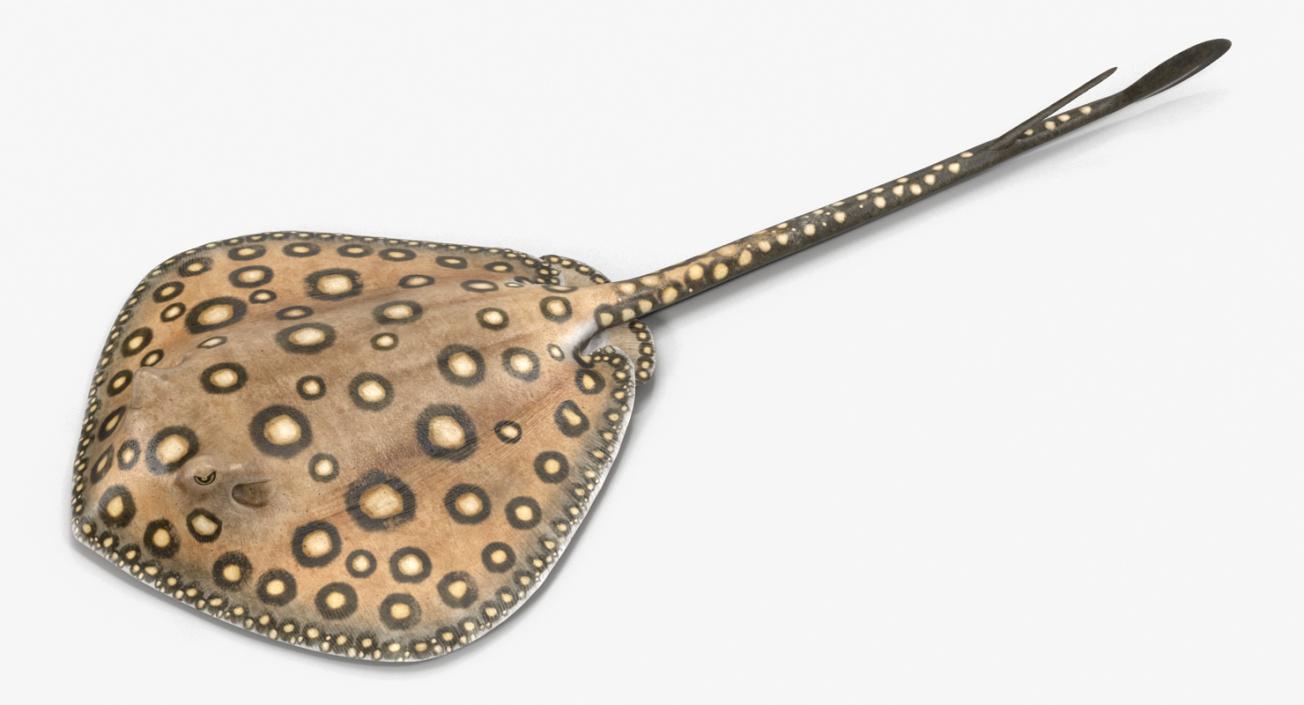 River Stingray 3D model