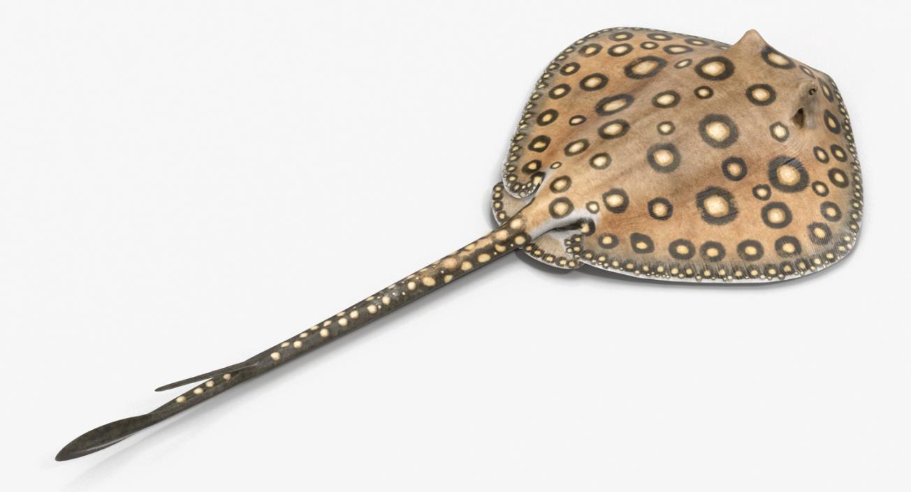 River Stingray 3D model