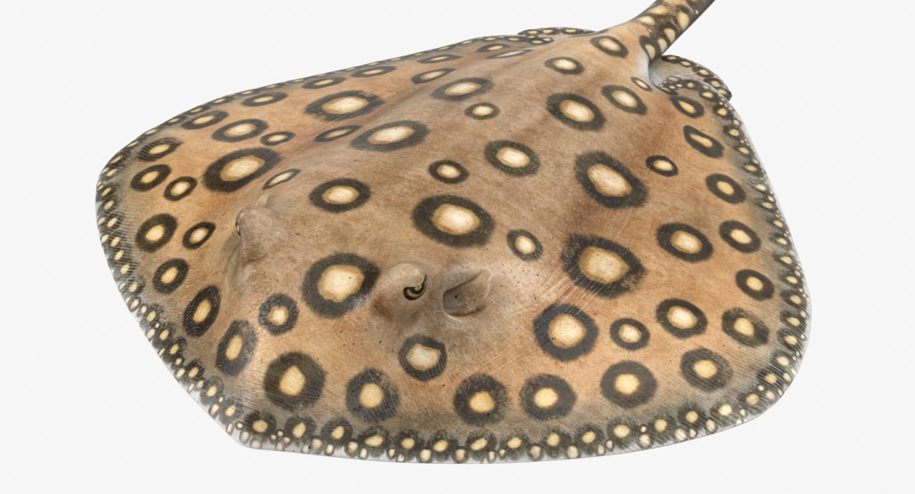 River Stingray 3D model