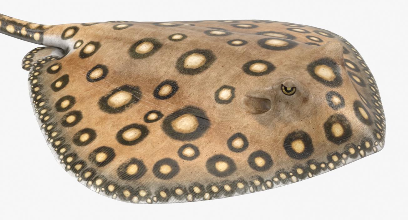 River Stingray 3D model