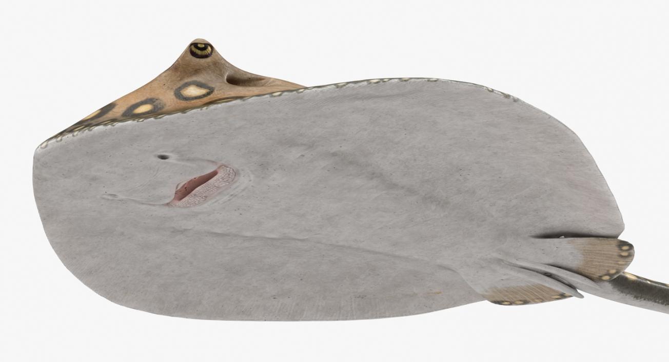 River Stingray 3D model