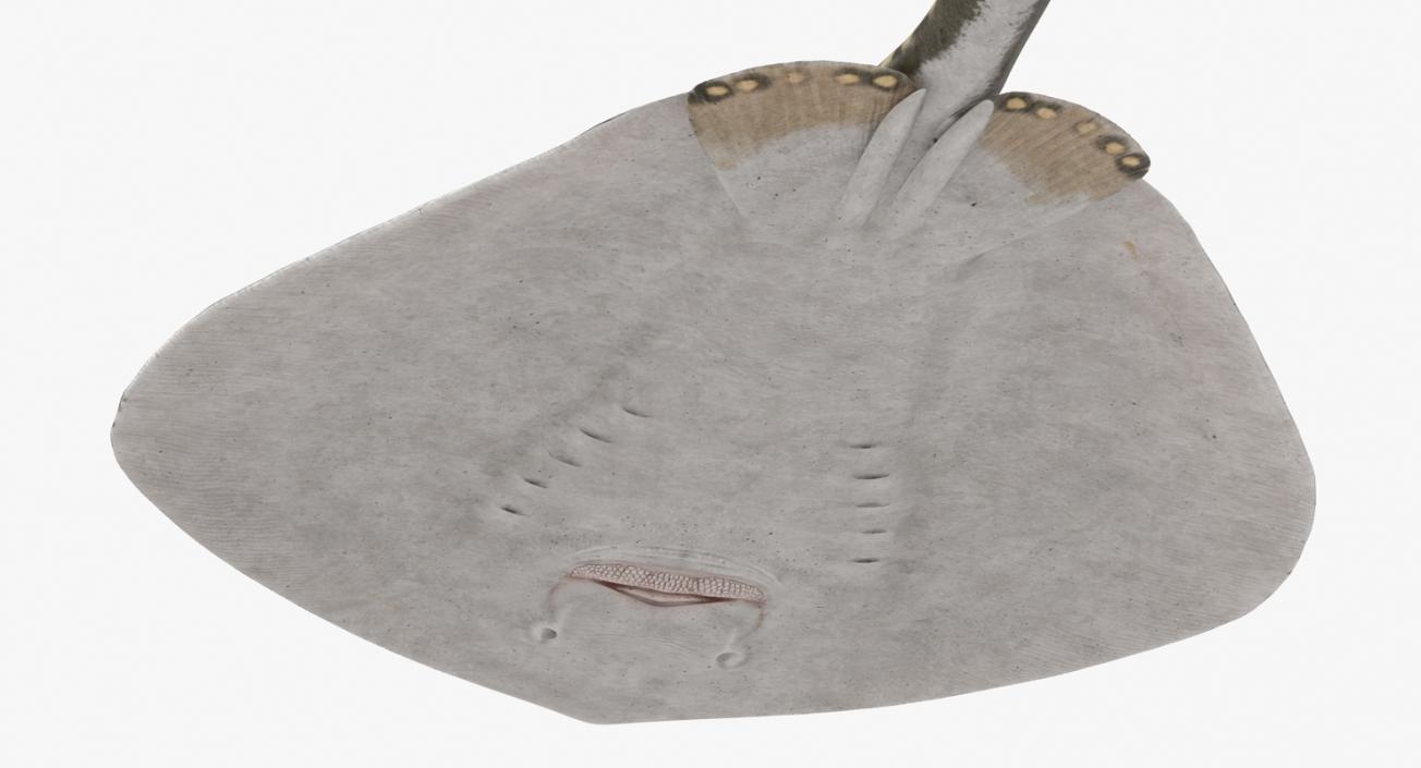 River Stingray 3D model